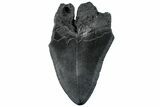 Partial, Fossil Megalodon Tooth - South Carolina #296150-1